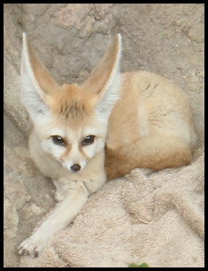 Fennec_Fox.jpg