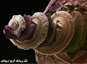 cochlea-300x233.jpg