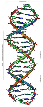 140px-DNA_Overview.png