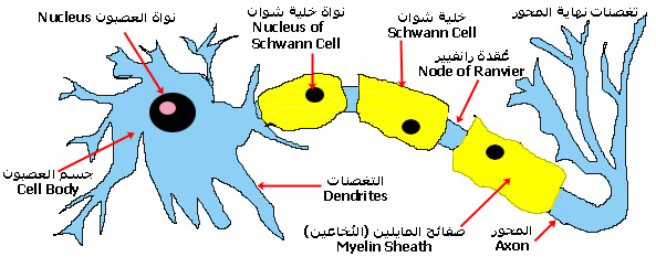 neurone.jpg