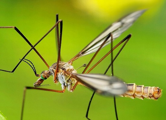 crane-fly-1126.JPG