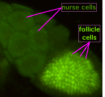 Drosophila_m_oogenesis.png