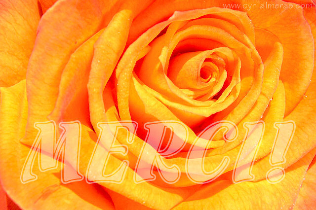 Carte_MERCI_rose_orange.jpg