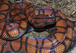 rainbowboa.jpg