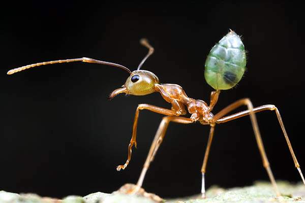 ant_0002.JPG