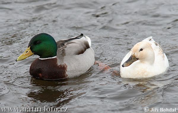 mallard-albino-20394.jpg