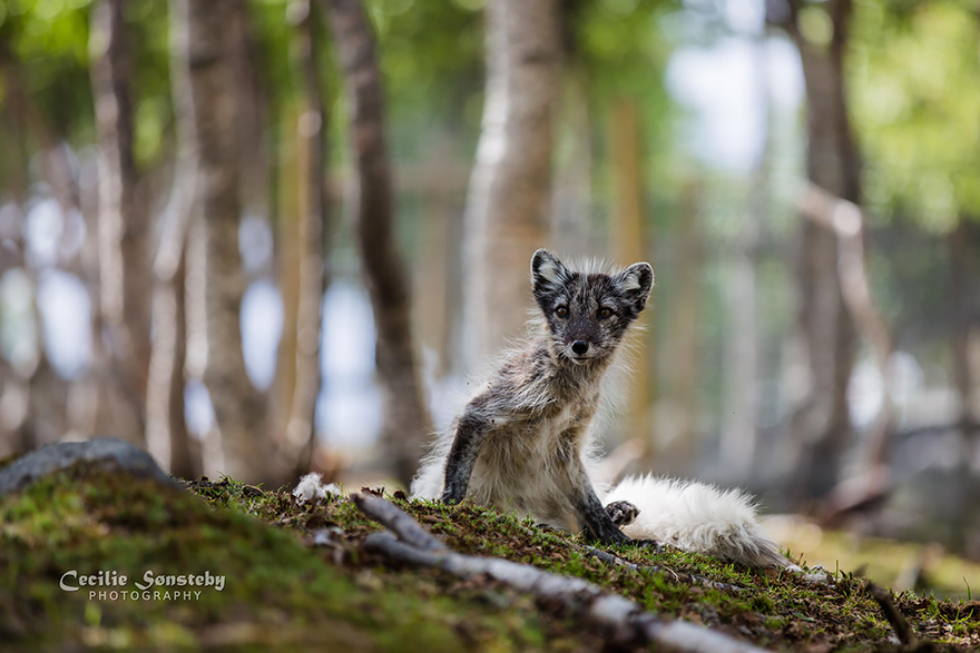 fox-species-photography-1-4.jpg