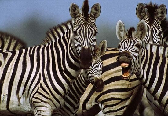 zebra-herd1.JPG