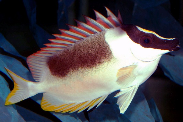 Rabbitfish.jpg