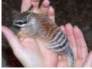 61679912_numbat20in20hand.jpg