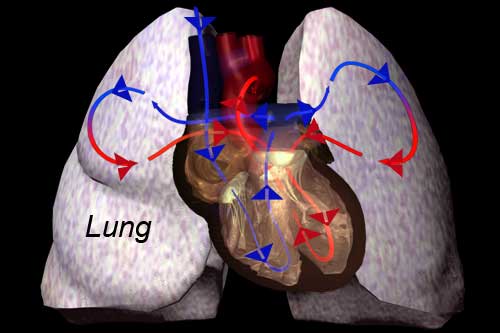 pulmonary9878.jpg