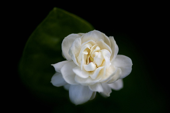 arabian-jasmine-robert-wojtowicz.jpg