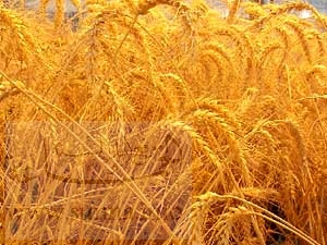 wheat_large.jpg