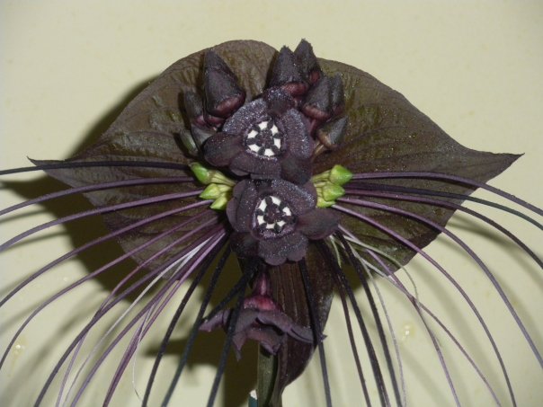 Black_bat_flower_by_bluediabolo.jpg