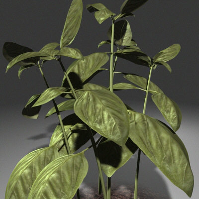 plant-21.jpg