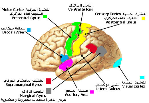 left_hemisphere.jpg