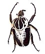 90px-Goliath_beetle.jpg