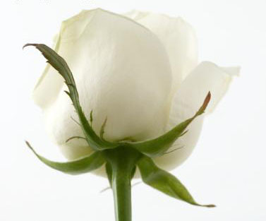 white20rose.jpg