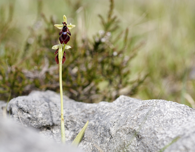 fly+orchid+5.jpg