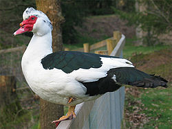 250px-MuscovyDuck.jpg