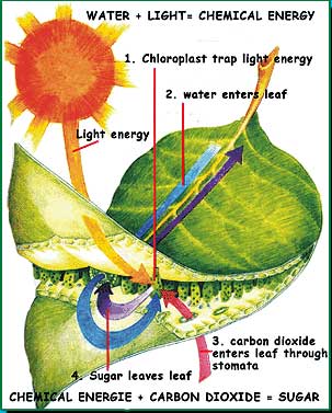 photosynthesis.jpg