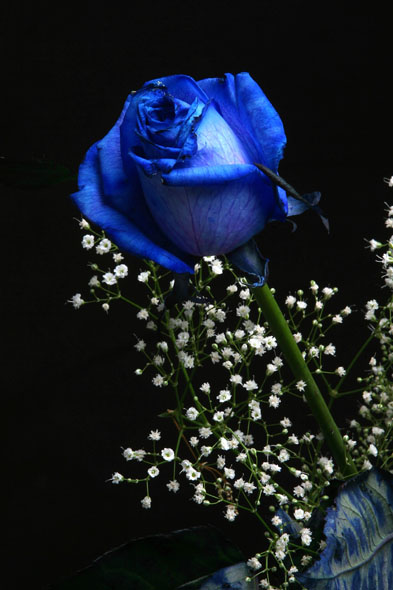 blue%20rose%20i.jpg