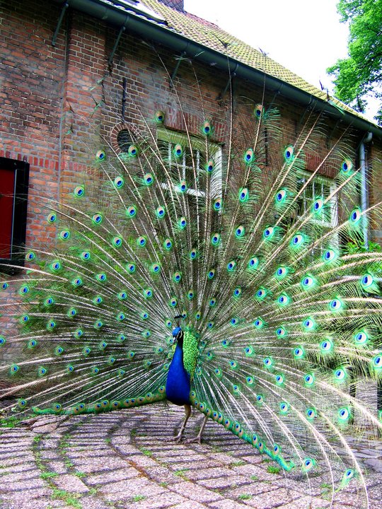 rejoicing_peacocks.jpg