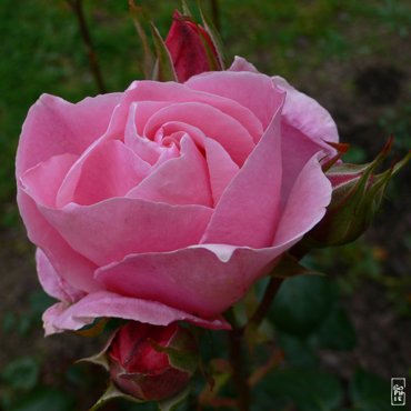 rose06.jpg