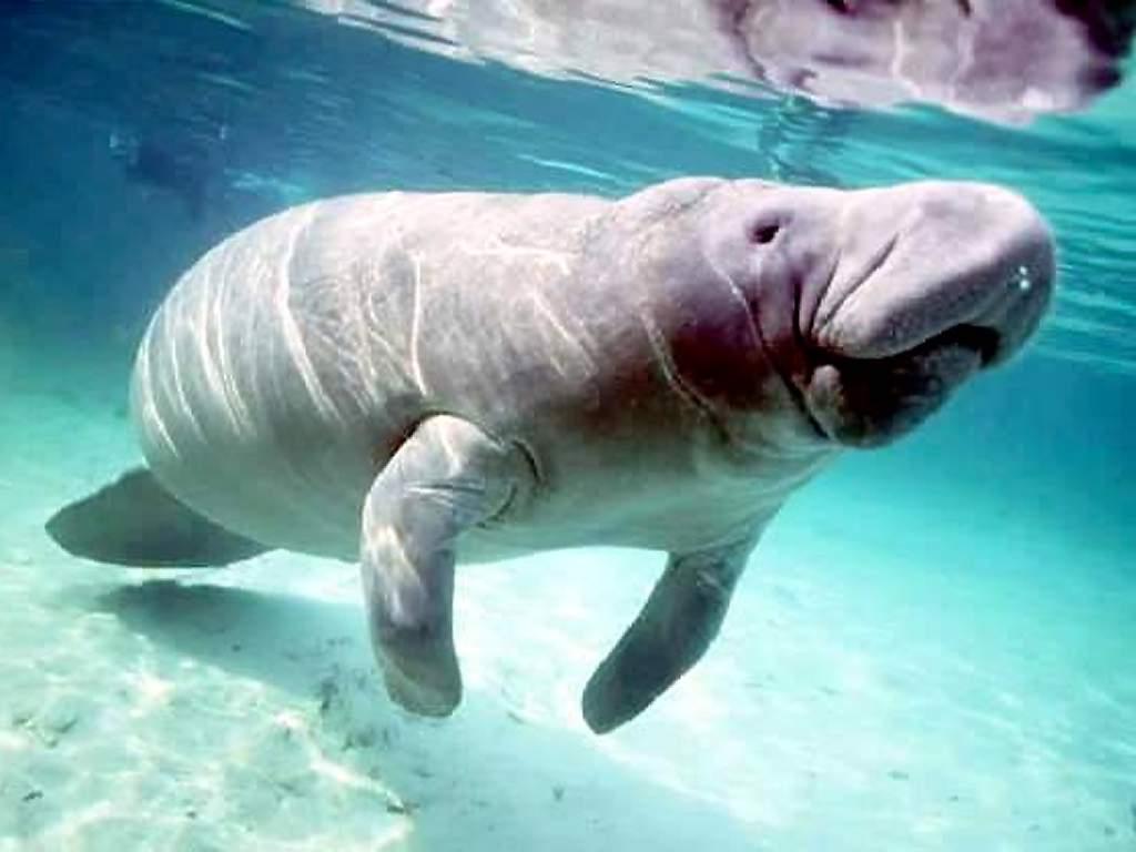 Manatee.jpg