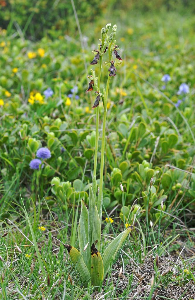 fly+orchid+7.jpg