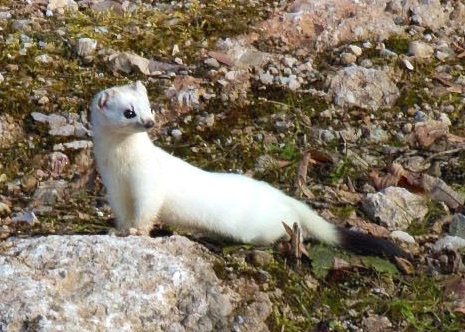 Mustela_erminea_winter_cropped.jpg