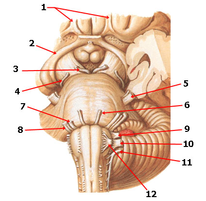 Cranial_nerves.jpg