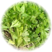 herbs_celery.jpg