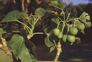 Jatropha_Curcas_Seeds.jpg.png