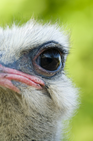 LuckyOliver-2639530-blog-ostrich_eye.jpg