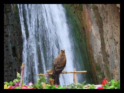 chute-aigle-algerie-cascade.jpg