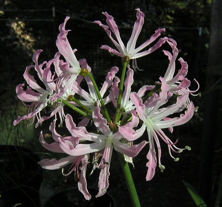 Nerine_undulata_cross2.jpg