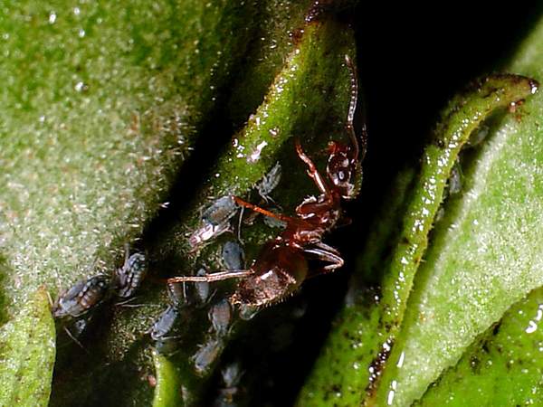 ants_lasius_aphids11.JPG