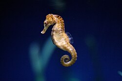 250px-SeahorseHippocampus.jpg