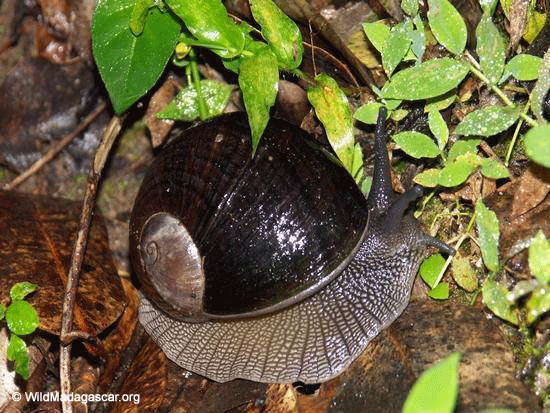 land_snail_0046.gif