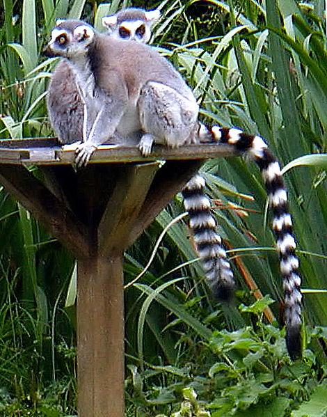 470px-Ring_tailed_lemurs.jpg