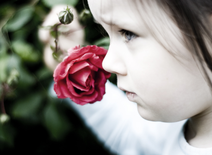 Rose_by_jr_photo.jpg