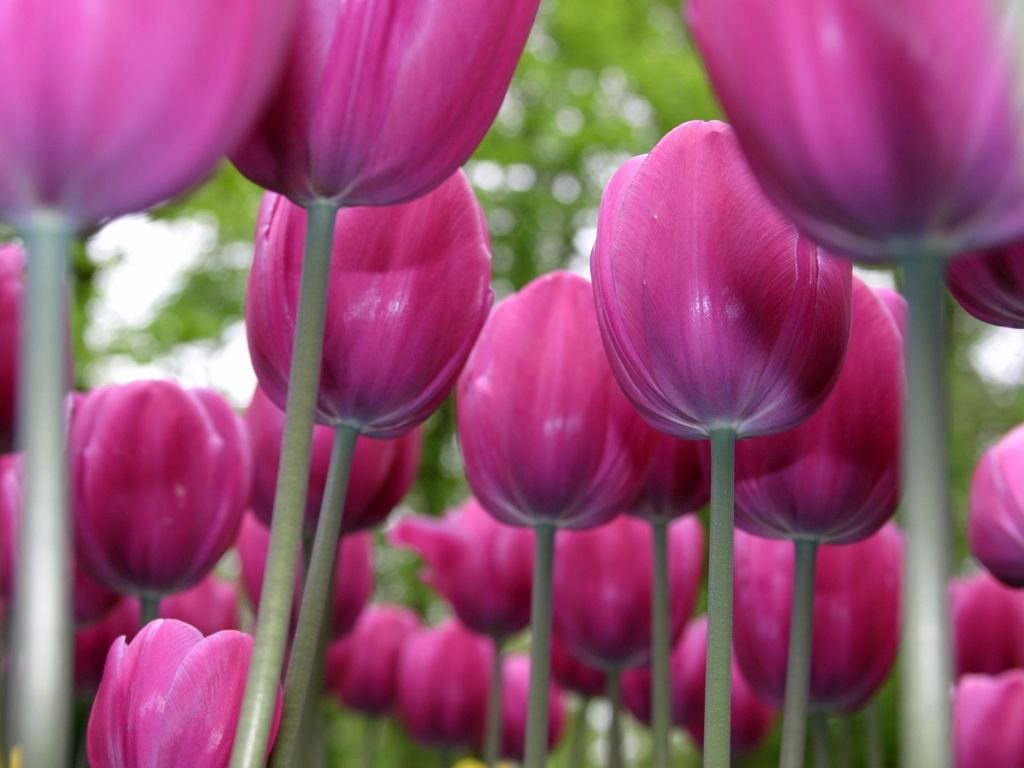 07tulip-lavender.jpg