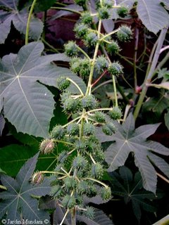 ricinus-minor.jpg