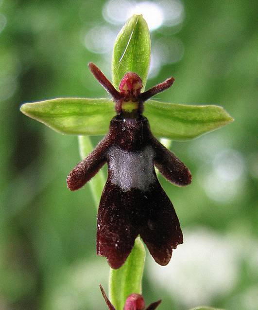 fly+orchid+1.jpg