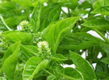 Basil_Ocimum_Basilicum_.jpg