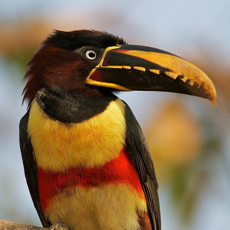 chestnut_eared_aracari_2.jpg