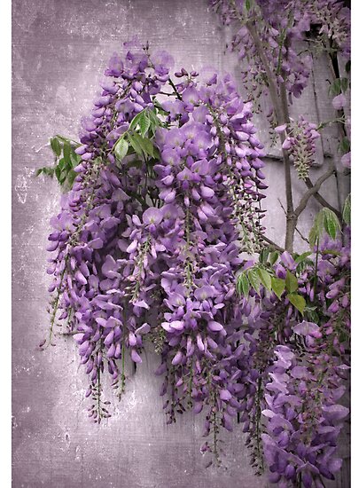 work.5026410.6.flat,550x550,075,f.wisteria.jpg