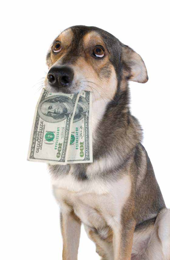 moneydog.jpg