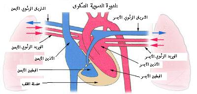 Pulmonarycirculation_arabic.jpg